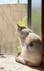 窓硝子一枚先に在り五月