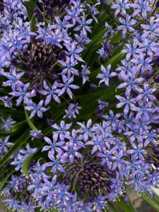 溌剌と集合ブルーベルビアナ