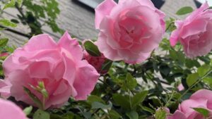 汚れなき乙女心や薔薇清楚