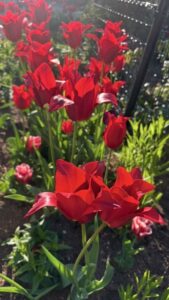 チューリップ女傑は紅唇尖らせて