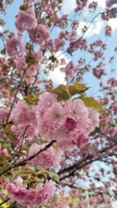 平穏は不安を募り八重桜