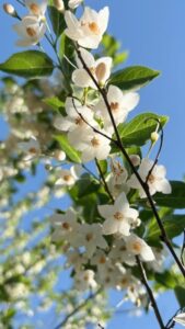 散るまでは日をたつぷりとえごの花
