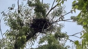 鳥巣立つハンガー製の巣をのこし