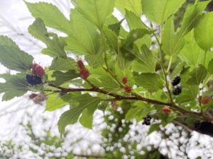 桑の実や少年時代へまつしぐら