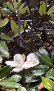 泰山木の花ロダンの首探す