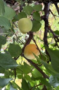青梅の尻を見上げて赤面す