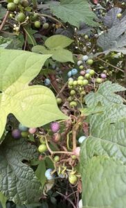 野葡萄の恥づかしがりや赤らみて