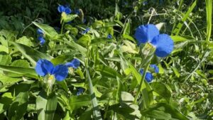 露草の露の命やさりながら