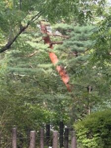 秋日影赤松いよよ肌赤く
