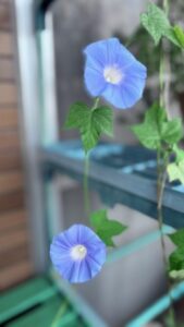 予定調和か朝顔の花は青