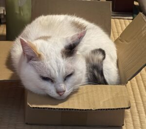宅配やはや正月の餅届く
