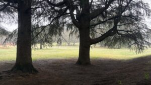 公園は人を待ちをり冬の靄