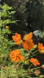 秋の蝶基地に黄色を選びけり