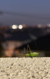 発条を巻いて跳ぶだけ螽斯