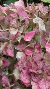 紫陽花の枯るるも残す色と艶