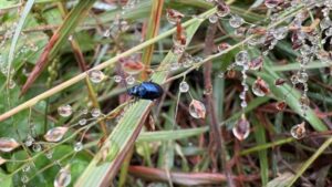 昆虫の命の水か草の露